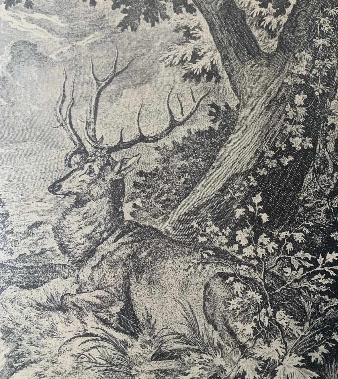 Antique Engraving by Johann Ridinger